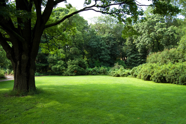 Lawn in a botanical garden - Foto, imagen