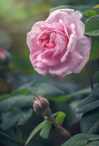 Flor delicada de um verão O chá inglês subiu no jardim - Foto, Imagem