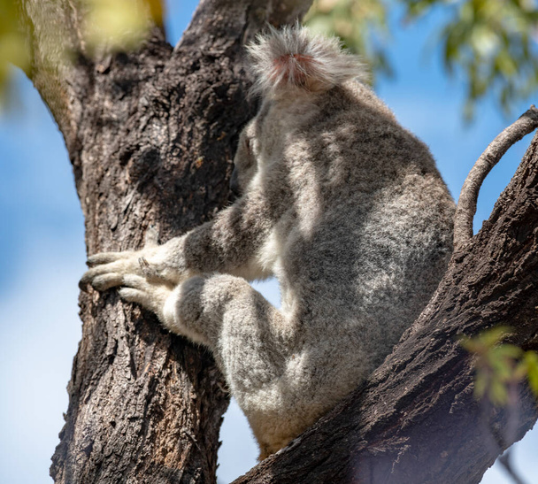 Bonito Koala Wild em uma árvore de eucalipto no alto do dossel da floresta em Magnetic Island, Queensland Austrália. - Foto, Imagem