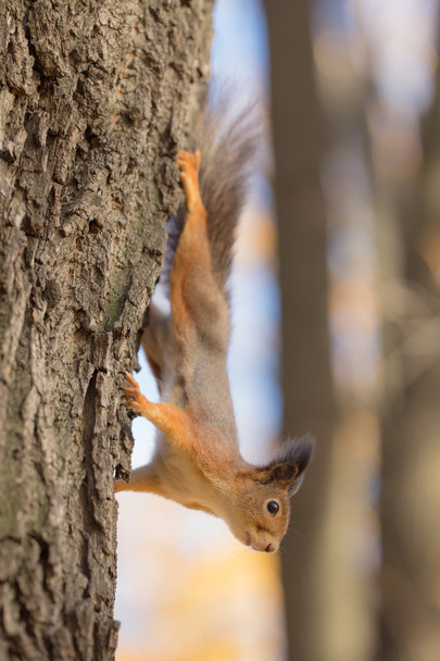 orava puussa - Valokuva, kuva