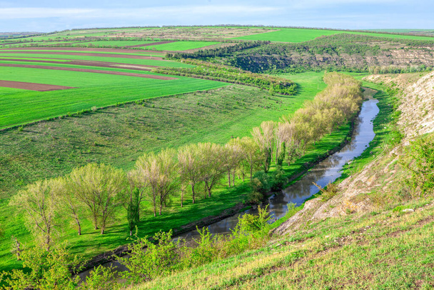 Row of trees alongside a river . Panoramic view of spring nature  - Photo, Image