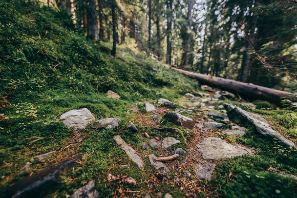 Un primer plano de una roca junto a un bosque - Foto, Imagen
