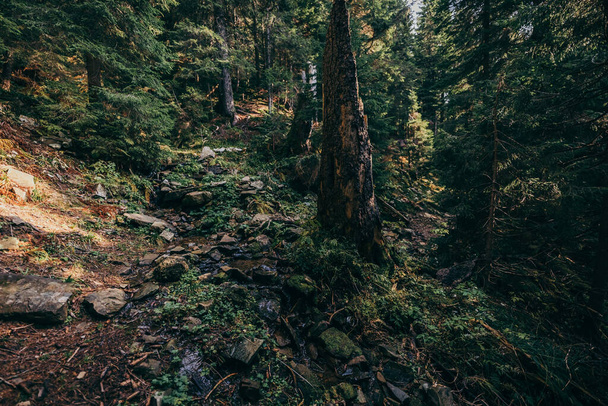 Una señal en una roca en medio de un bosque - Foto, imagen