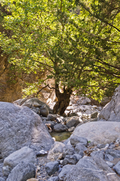 Waterstroom door rotsachtige bodem van Samaria kloof, centraal deel van Kreta eiland, Griekenland - Foto, afbeelding