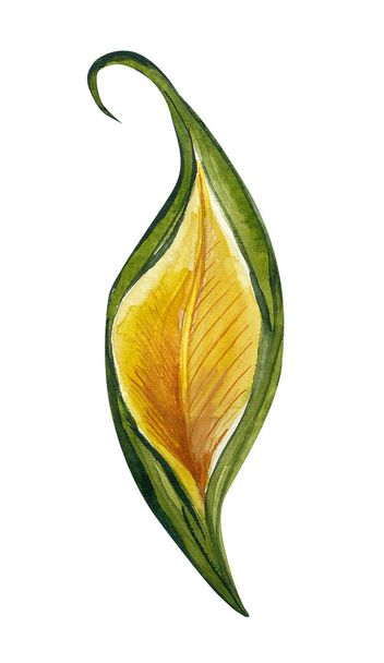 Leaf Watercolor - Фото, зображення