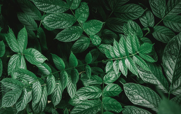 feuilles vertes fond, gros plan  - Photo, image