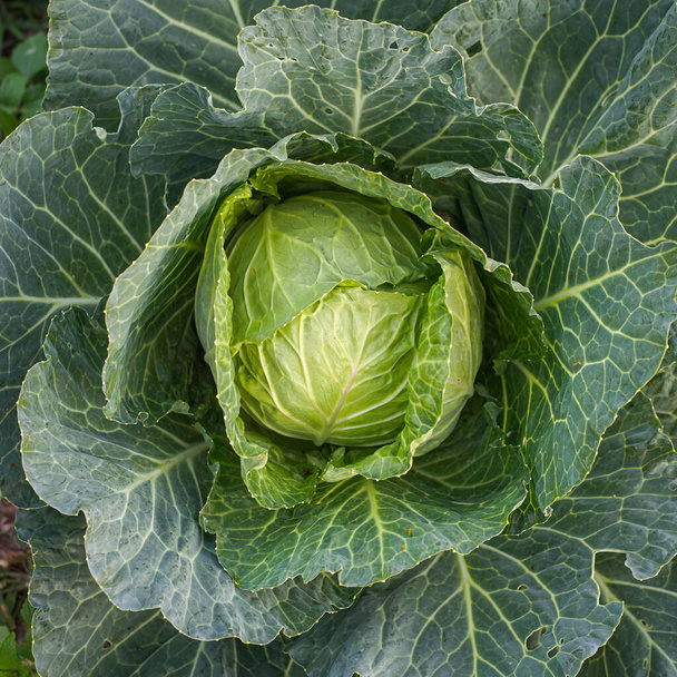 green cabbage growing in the garden. - Photo, Image