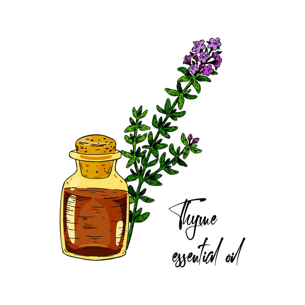 Hand drawn blooming thyme branch with the bottle isolated on white background. Vector illustration in colored sketch style. - Vector, Image