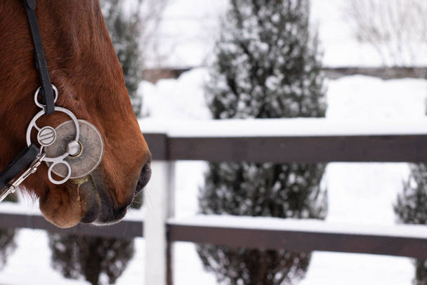 portrait d'hiver de magnifique cheval brun de baie pur-sang. bannière. stable. Club hippique. espace de copie - Photo, image