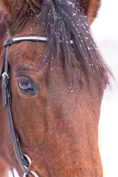 winterportret van een prachtig bruin volbloed laurierpaard. spandoek. stabiel. Paardenclub. kopieerruimte - Foto, afbeelding