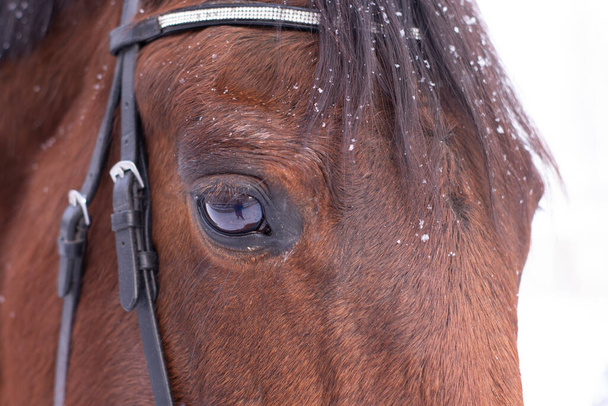 retrato de invierno de magnífico caballo marrón de la bahía de pura raza. Banner. estable. Club de caballos. espacio de copia - Foto, Imagen
