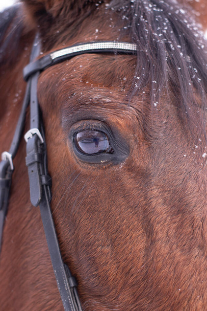 壮大な茶色のサラブレッドベイ馬の冬の肖像画。バナーだ。安定してる。ホースクラブ。コピースペース - 写真・画像