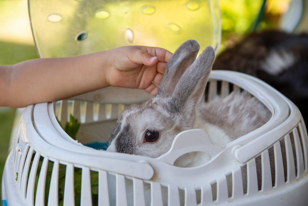 mão do bebê acariciando um coelho decorativo anão em um portador - Foto, Imagem