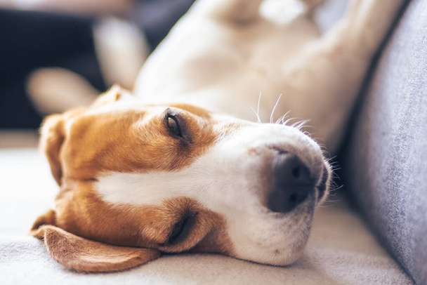 Beagle pes unavený spí na útulné pohovce v obývacím pokoji - Fotografie, Obrázek