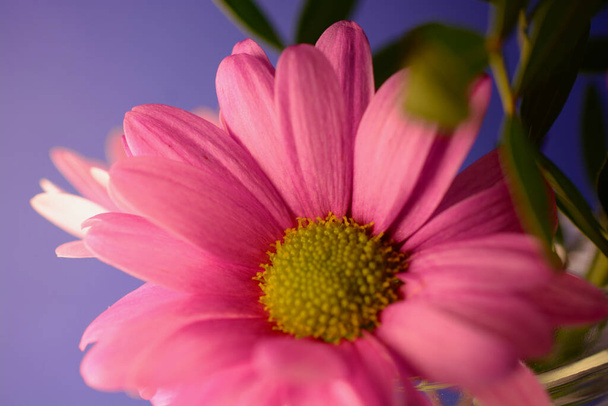 Mooie kleine roze gerbera madeliefjes weergegeven in een glazen pot tegen een blauwe achtergrond. Stilleven macrofotografie van lente- en zomerbloemen. Perfect voor prints, canvas, quotes, screensavers - Foto, afbeelding