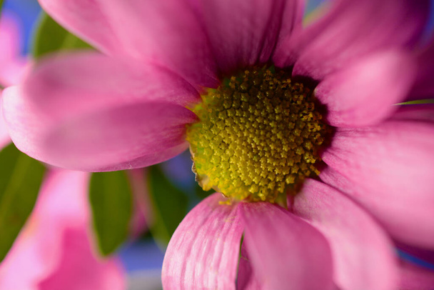 Pretty little pink gerbera daisies in bright sunlight with copy space for text. Macrophotography with a dreamlike quality still life summer vibe. Perfect for prints, canvas, quotes, screensavers - Foto, Imagen