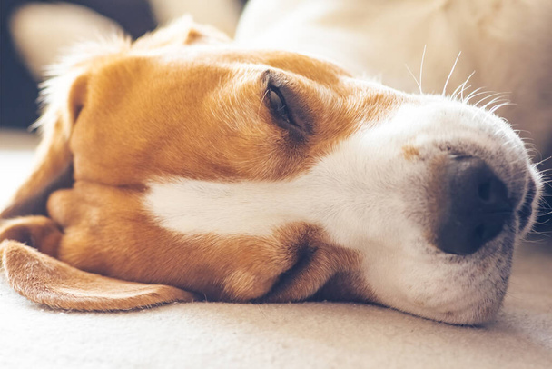 Beagle pies zmęczony śpi na przytulnej kanapie w salonie - Zdjęcie, obraz