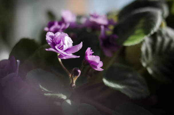 Violeta africana en flor en la ventana en el soleado día de primavera de cerca - Foto, Imagen