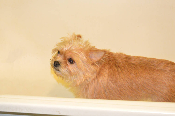 Chihuahua-Hund steht nach Spaziergang in der Badewanne - Foto, Bild