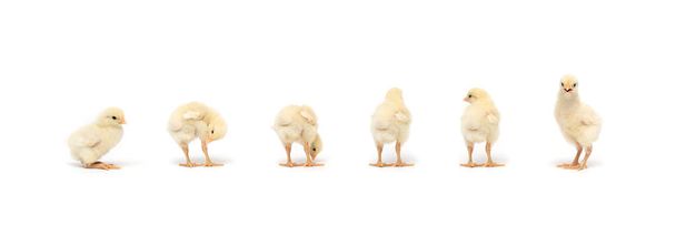Απομονωμένη μικρή ομάδα κοτόπουλου Rhode Island White baby stand in a row on solid white σαφές υπόβαθρο στο φως στούντιο. - Φωτογραφία, εικόνα