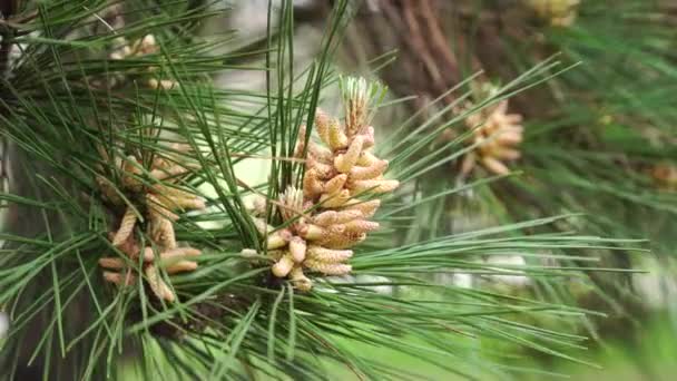 Young growing pine cones close up in a pine park - Footage, Video