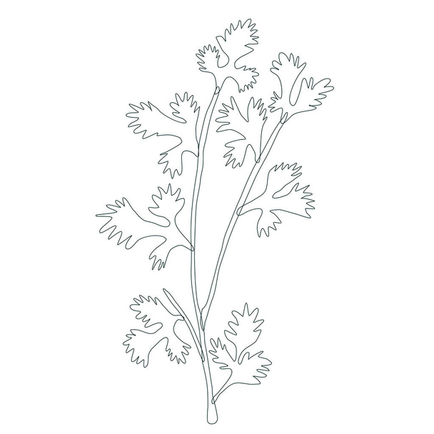 vector ink parsley on white background Hand drawn - Vektor, Bild