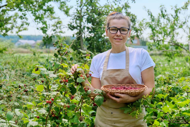 Gardener woman picking raspberries in the garden - Fotoğraf, Görsel