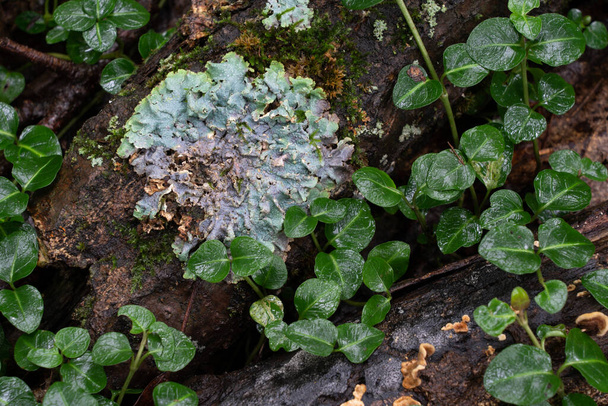 Schimmel en mos groeien op een rotte stam in het bos. - Foto, afbeelding
