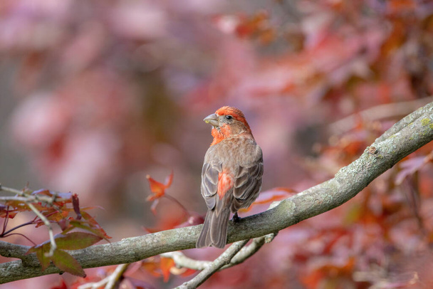 A Male House Finch in Japanese Red Maple Tree outdoors. - Photo, Image