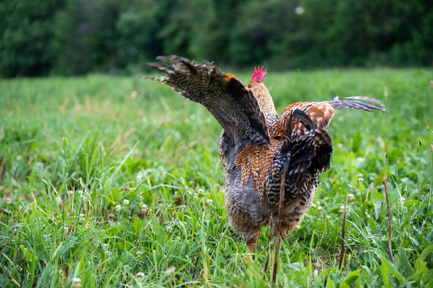 Ein Hahn flattert mit den Flügeln auf der Weide. - Foto, Bild