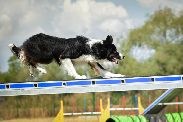 Dog Border Collie no feixe de equilíbrio de agilidade. Dia incrível na competição de agilidade checa. Eles são especialistas do meio significa A2. - Foto, Imagem