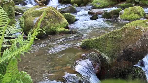 Cours d'eau en forêt - Séquence, vidéo