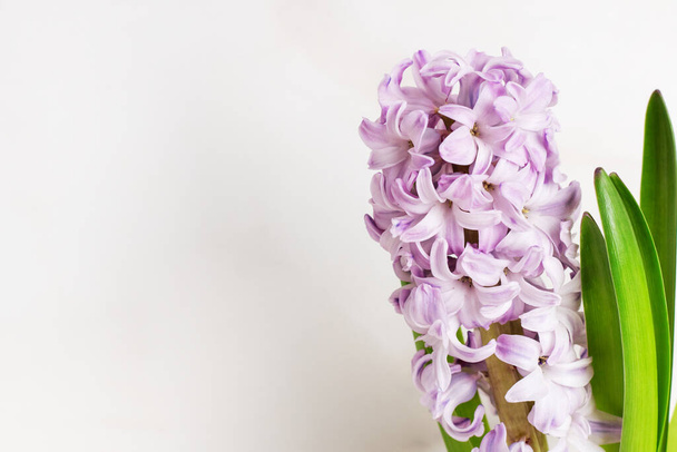  Purple hyacinth on a white background, copy space. The first spring flower is hyacinth.  - Photo, Image