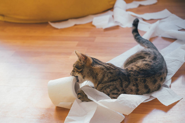 Il gattino rode un rotolo di carta igienica - Foto, immagini