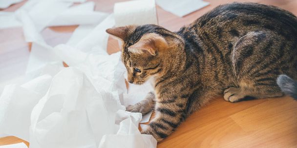 Tahta bir arka planda tuvalet kağıdıyla oynayan sevimli bir kedi.. - Fotoğraf, Görsel