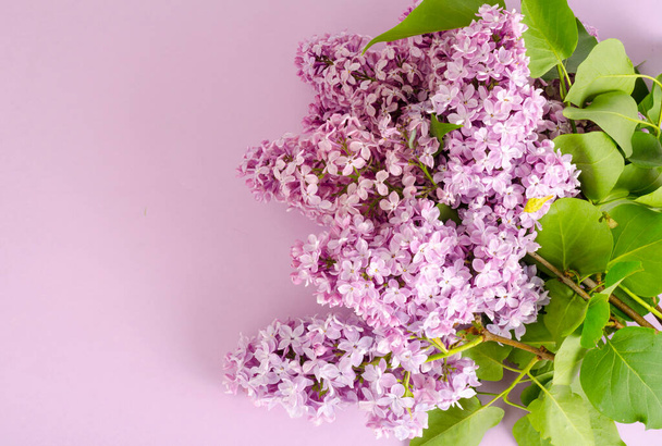 Florecientes ramas lila sobre fondo brillante. Estudio foto - Foto, Imagen