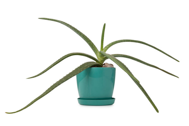 Aloe in pot isolated on white background. - Photo, Image