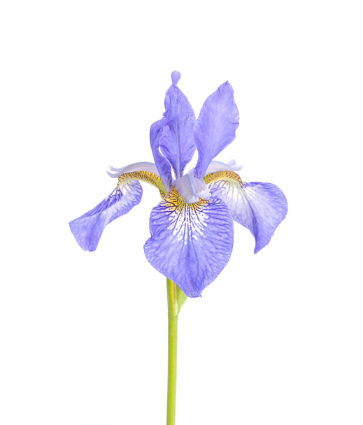 Blue fresh garden irises on bright paper background. Studio Photo - Photo, Image
