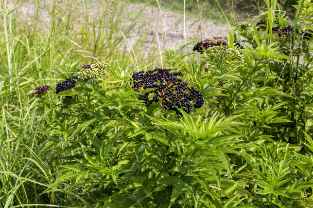 Flora van Griekenland. De geneeskrachtige kruiden Dwergvlier (Sambucus ebulus) met zwart fruit groeit in een bergweide op een zonnige herfstdag - Foto, afbeelding