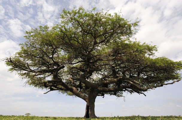 acacia boom in Afrikaanse savanne - Foto, afbeelding