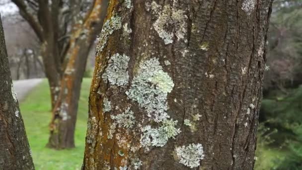 beschimmelde schimmel op de stam van een zieke boom close-up in het park - Video