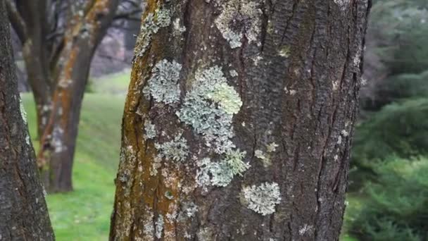 Lichen schimmel schimmel op boomstam close-up in het park - Video