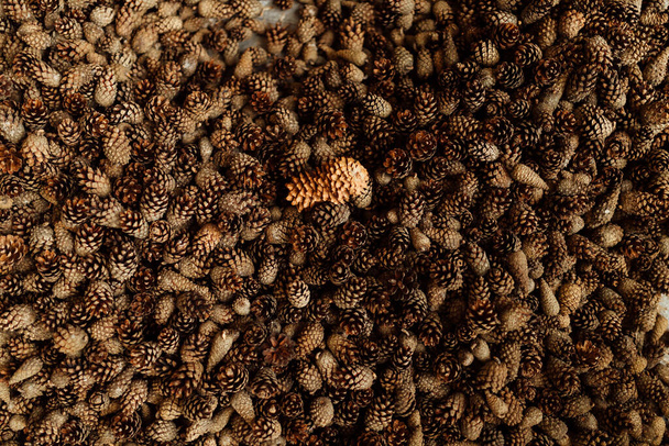 spousta jedle a borovice kužely, pozadí textura jednotný vzor jehličnanů kužely rozprostřené na zemi, sklizeň jehličnatých semen stromů - Fotografie, Obrázek