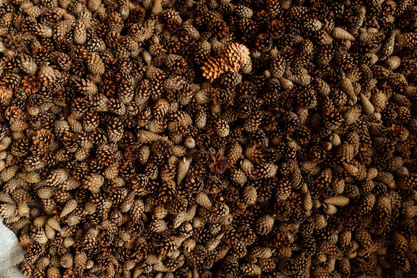 lotes de conos de abeto y pino, textura de fondo patrón uniforme de conos de coníferas extendidas en el suelo, la cosecha de semillas de coníferas - Foto, imagen
