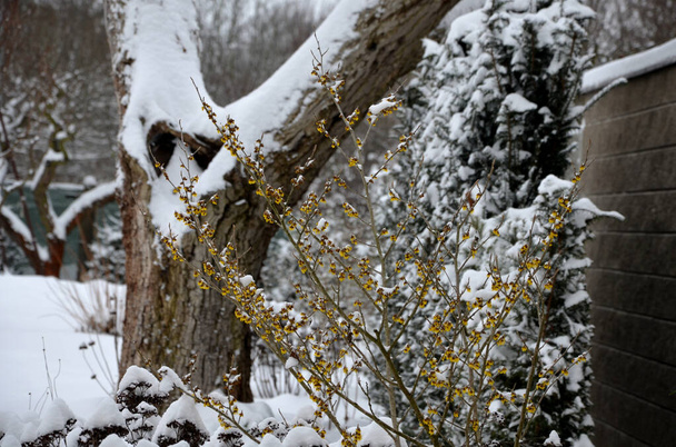 perennial flowerbed still May in February frozen, icicles, snowy dry stalk, snow in the whole garden behind the concrete wall. the first yellow-flowering shrub blooms even in front of a torso tree - Photo, Image