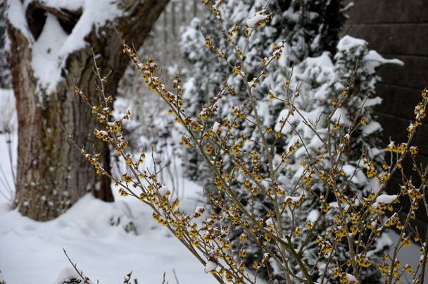 aiuola perenne ancora maggio nel mese di febbraio congelato, ghiaccioli, stelo secco nevoso, neve in tutto il giardino dietro il muro di cemento. il primo arbusto fiorito giallo fiorisce anche di fronte a un tronco - Foto, immagini