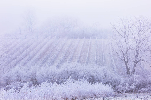 Background. Frost winter rows of vineyards in cold season in South Moravia, Czech. Agriculture landscape with grape vines. - Фото, зображення