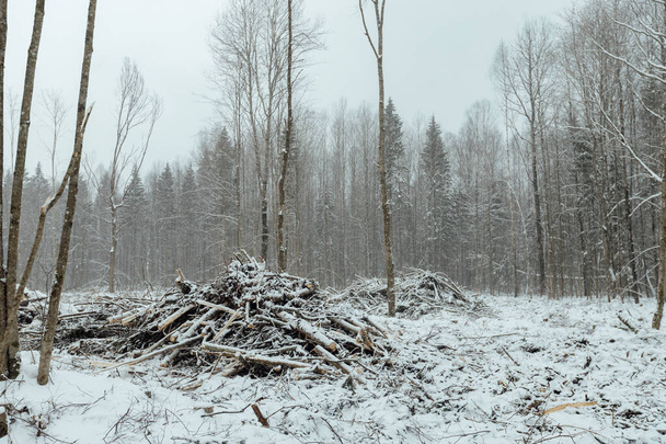 viele gesägte Bäume liegen auf dem Schnee, industrielle Holzernte, der Mensch zerstört den Wald und schadet der Umwelt, Industrielandschaft des Sägewerks im Winter - Foto, Bild