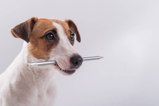 Dog Jack Russell Terrier holds a simple pencil in his mouth on a white background - Foto, Imagem