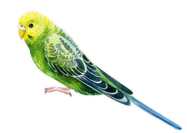 Pájaro tropical, periquitos verdes sobre fondo blanco, loro acuarela, pintura botánica - Foto, imagen